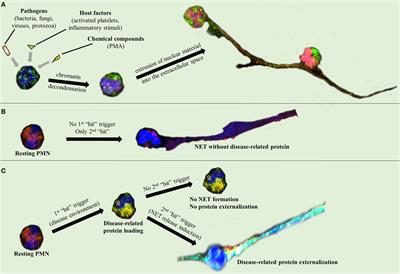 NETopathies? Unraveling the Dark Side of Old Diseases through Neutrophils